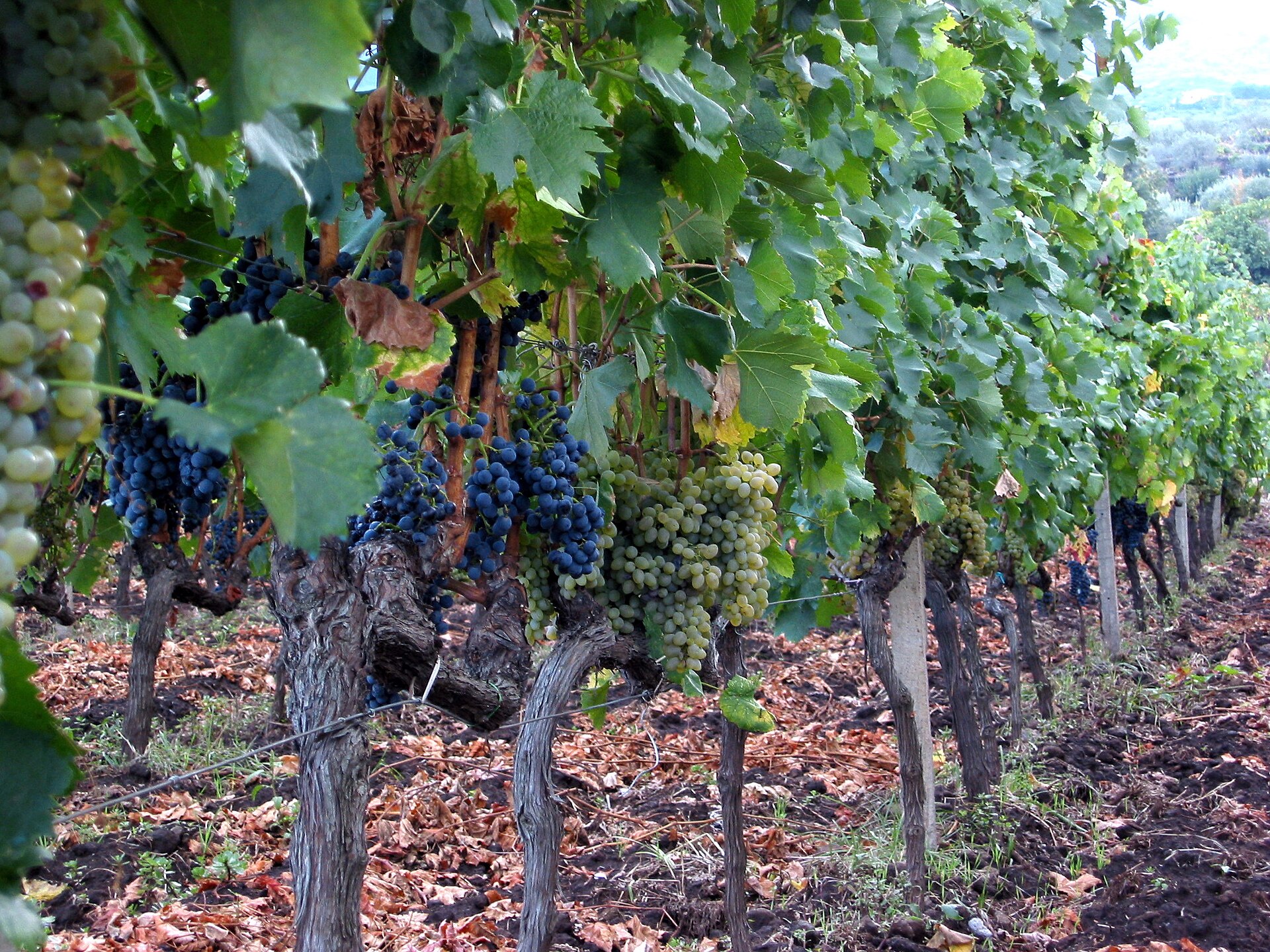 Etna DOC vineyard terraces on the volcanic slopes above Catania